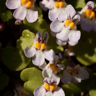 Cymbalaria longipes